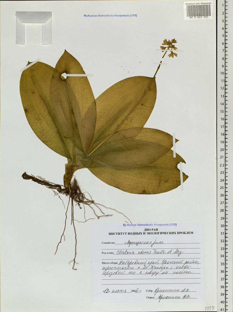 Clintonia udensis Trautv. & C.A.Mey., Siberia, Russian Far East (S6) (Russia)