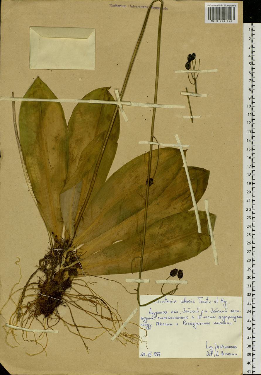 Clintonia udensis Trautv. & C.A.Mey., Siberia, Russian Far East (S6) (Russia)