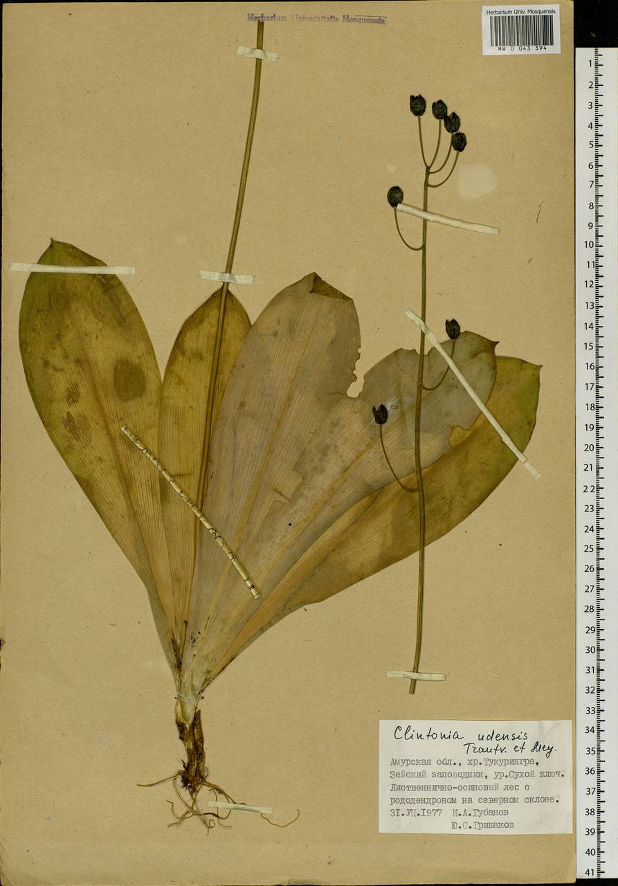 Clintonia udensis Trautv. & C.A.Mey., Siberia, Russian Far East (S6) (Russia)