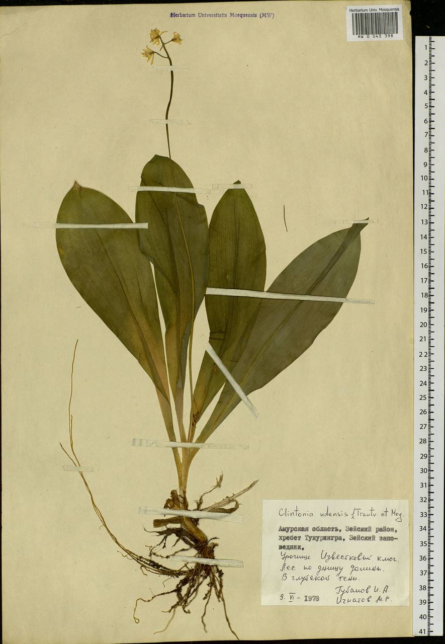 Clintonia udensis Trautv. & C.A.Mey., Siberia, Russian Far East (S6) (Russia)