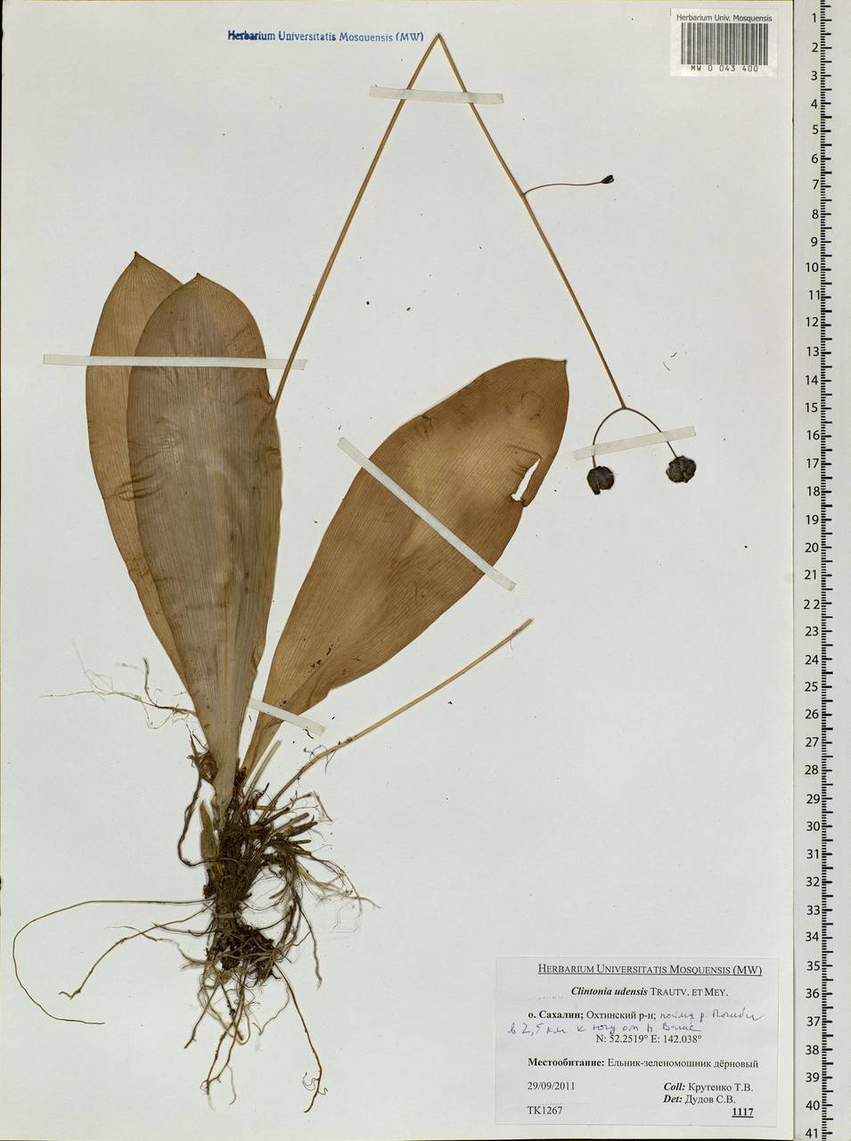 Clintonia udensis Trautv. & C.A.Mey., Siberia, Russian Far East (S6) (Russia)