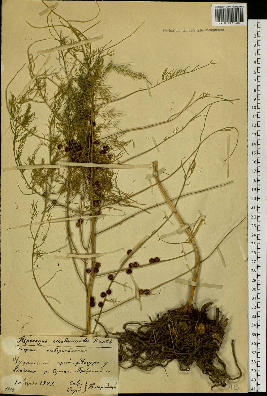 Asparagus schoberioides Kunth, Siberia, Russian Far East (S6) (Russia)
