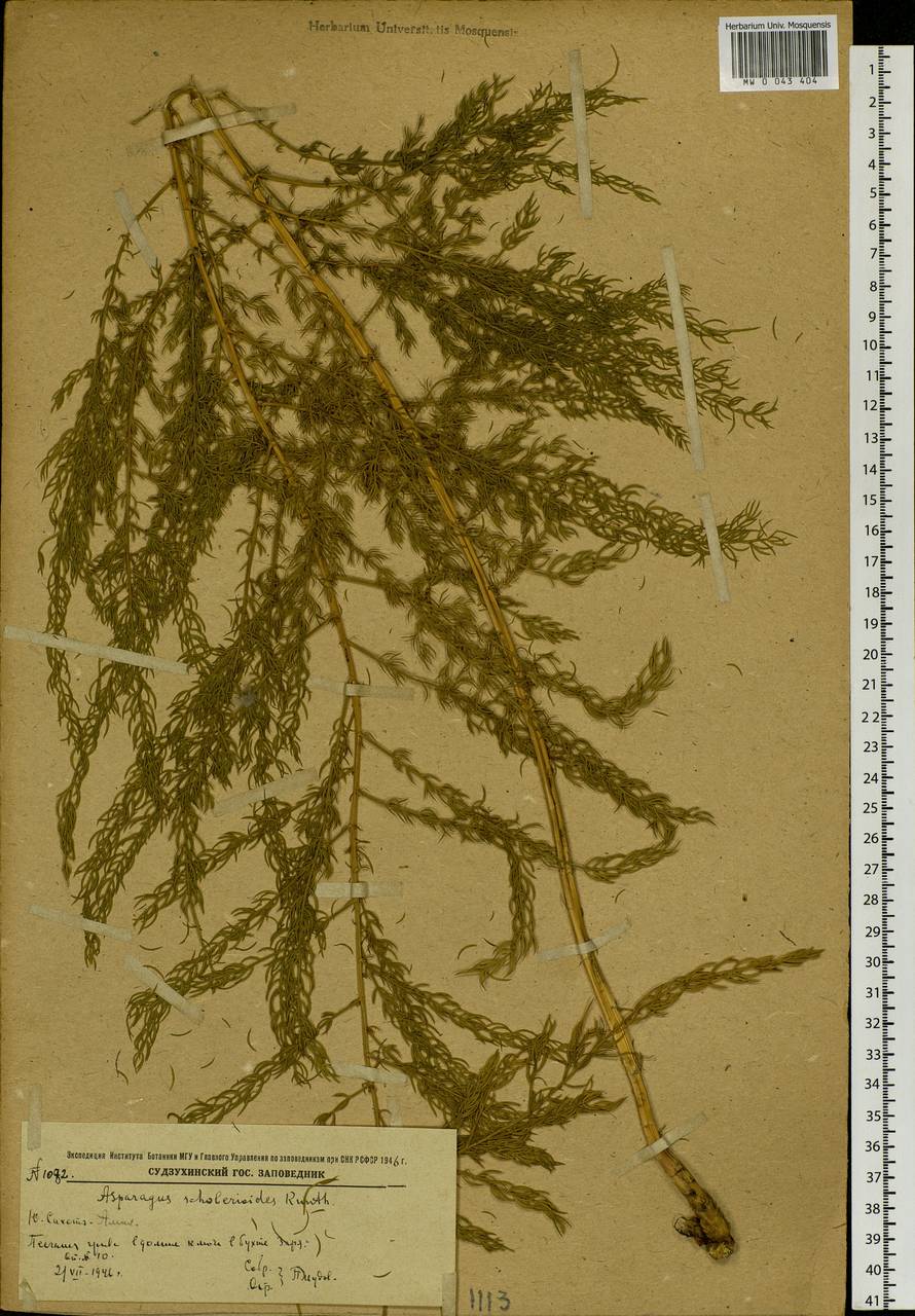 Asparagus schoberioides Kunth, Siberia, Russian Far East (S6) (Russia)