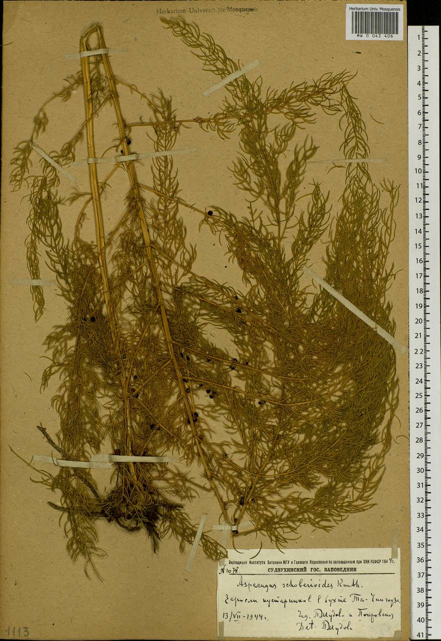 Asparagus schoberioides Kunth, Siberia, Russian Far East (S6) (Russia)