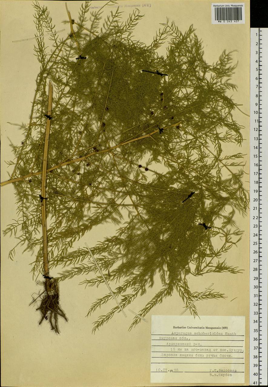 Asparagus schoberioides Kunth, Siberia, Russian Far East (S6) (Russia)