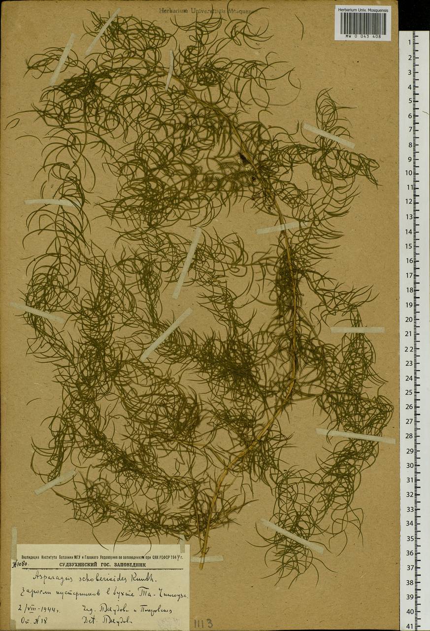 Asparagus schoberioides Kunth, Siberia, Russian Far East (S6) (Russia)