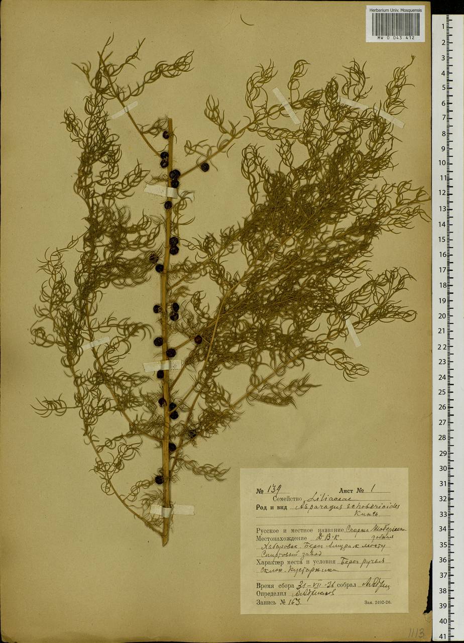 Asparagus schoberioides Kunth, Siberia, Russian Far East (S6) (Russia)