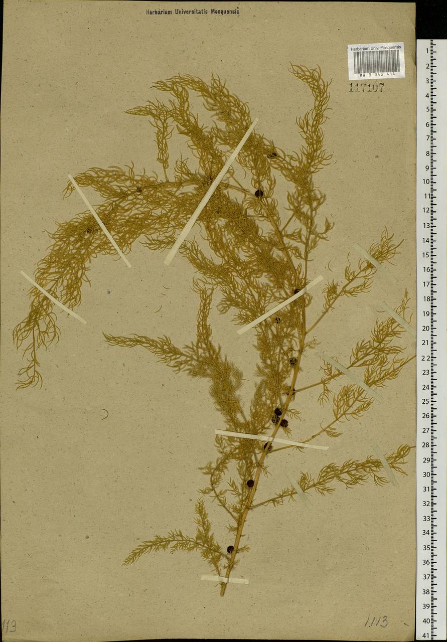 Asparagus schoberioides Kunth, Siberia, Russian Far East (S6) (Russia)