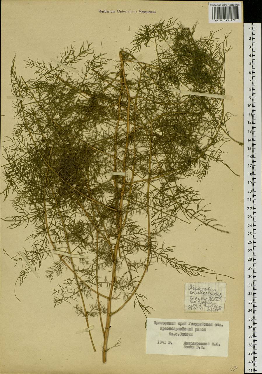 Asparagus schoberioides Kunth, Siberia, Russian Far East (S6) (Russia)