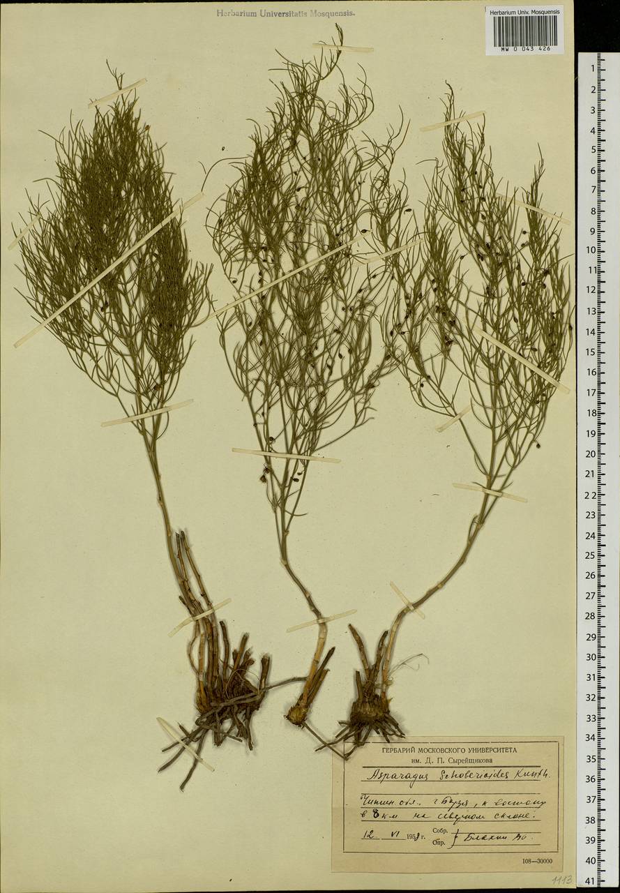 Asparagus schoberioides Kunth, Siberia, Baikal & Transbaikal region (S4) (Russia)