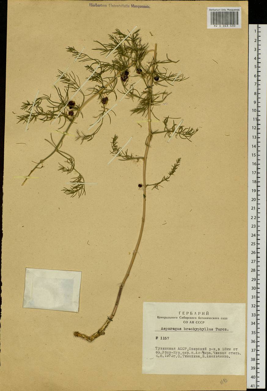 Asparagus brachyphyllus Turcz., Siberia, Altai & Sayany Mountains (S2) (Russia)