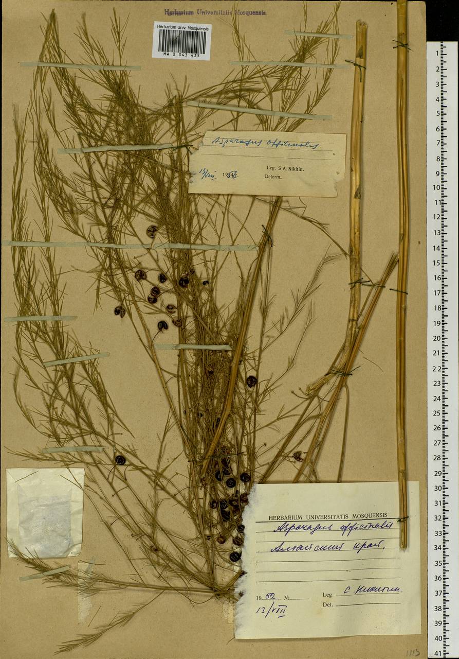 Asparagus officinalis L., Eastern Europe, Lower Volga region (E9) (Russia)