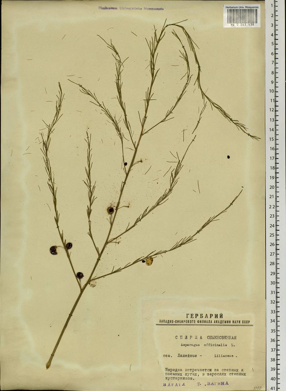 Asparagus officinalis L., Siberia, Western Siberia (S1) (Russia)
