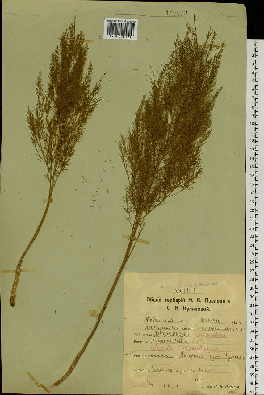 Asparagus officinalis L., Siberia, Western Siberia (S1) (Russia)