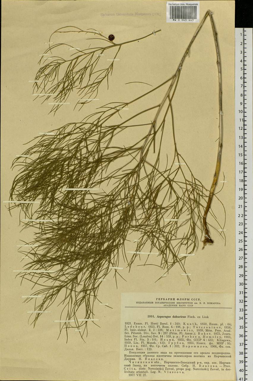 Asparagus dauricus Fisch. ex Link, Siberia, Baikal & Transbaikal region (S4) (Russia)