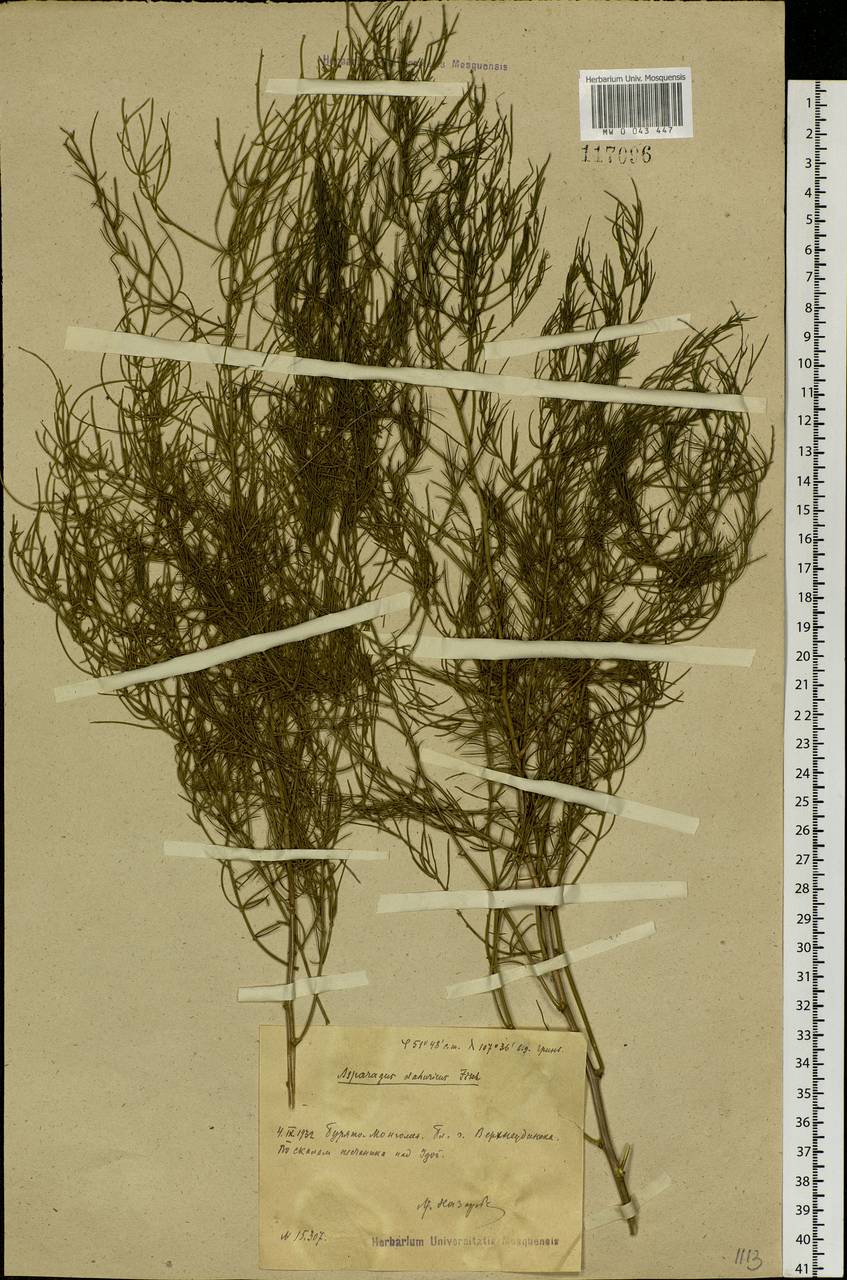 Asparagus dauricus Fisch. ex Link, Siberia, Baikal & Transbaikal region (S4) (Russia)