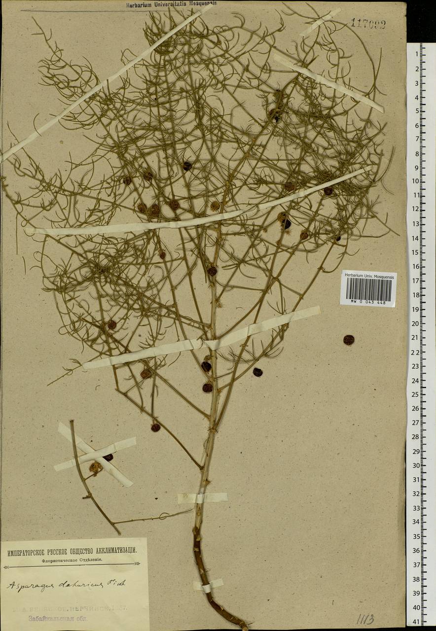 Asparagus dauricus Fisch. ex Link, Siberia, Baikal & Transbaikal region (S4) (Russia)