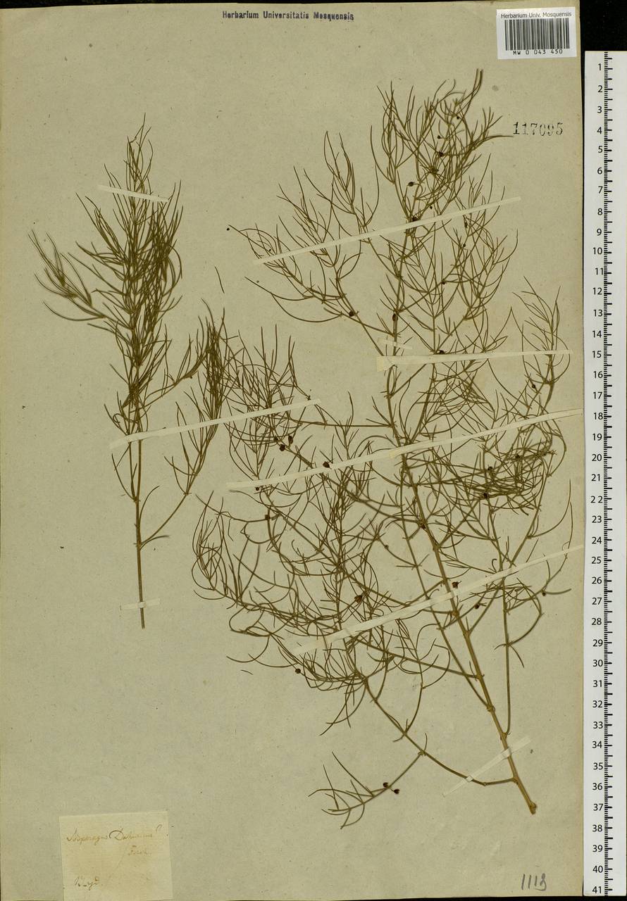 Asparagus dauricus Fisch. ex Link, Siberia, Baikal & Transbaikal region (S4) (Russia)