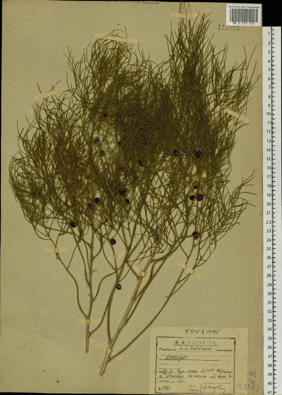 Asparagus, Siberia, Baikal & Transbaikal region (S4) (Russia)