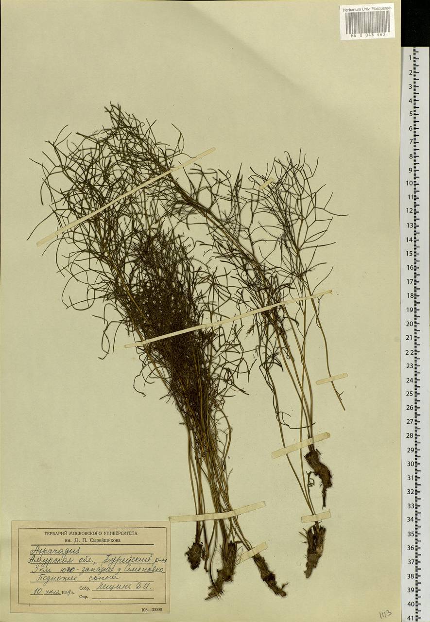 Asparagus, Siberia, Russian Far East (S6) (Russia)
