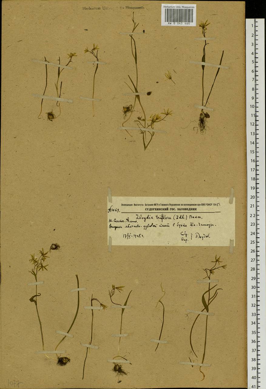 Gagea triflora (Ledeb.) Schult. & Schult.f., Siberia, Russian Far East (S6) (Russia)