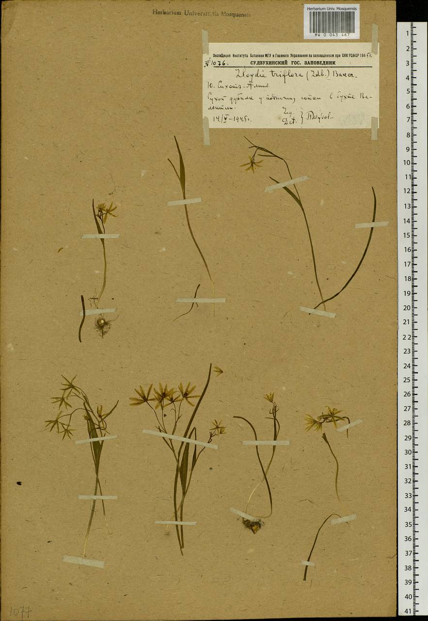 Gagea triflora (Ledeb.) Schult. & Schult.f., Siberia, Russian Far East (S6) (Russia)
