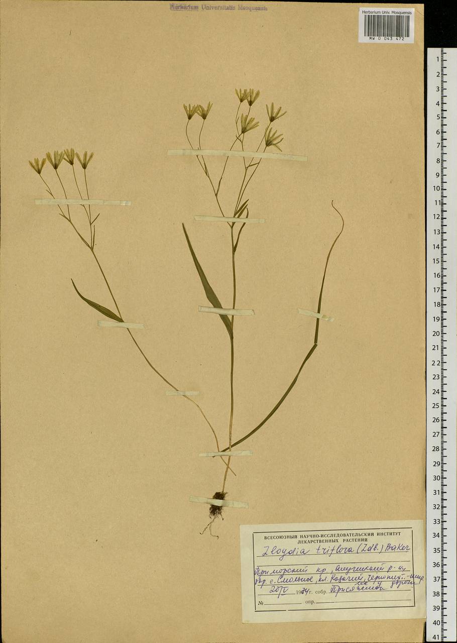 Gagea triflora (Ledeb.) Schult. & Schult.f., Siberia, Russian Far East (S6) (Russia)