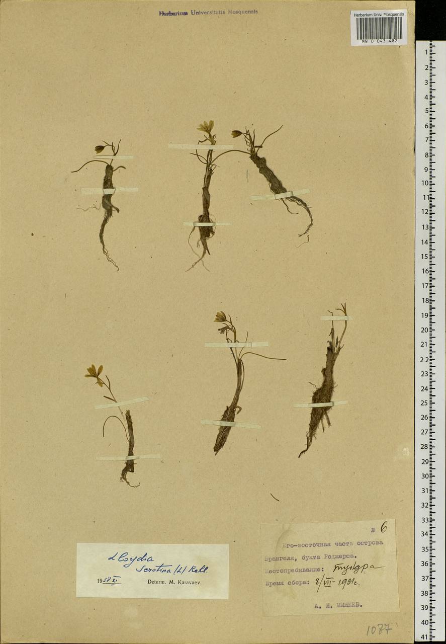 Gagea serotina (L.) Ker Gawl., Siberia, Chukotka & Kamchatka (S7) (Russia)