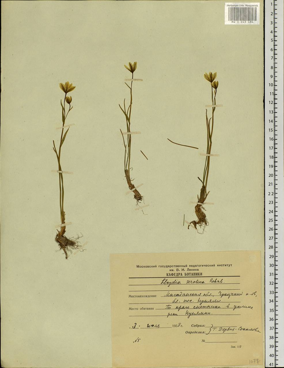 Gagea serotina (L.) Ker Gawl., Siberia, Chukotka & Kamchatka (S7) (Russia)