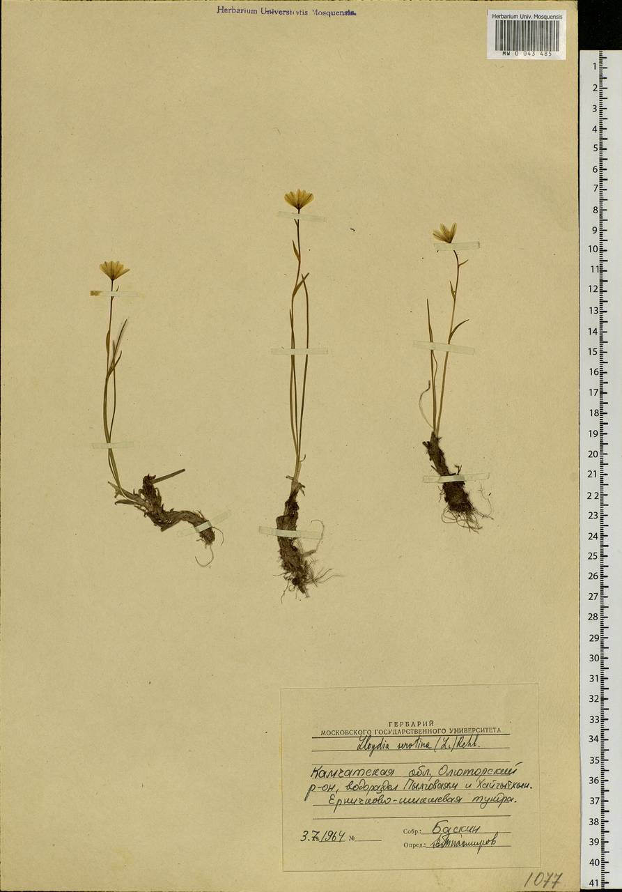 Gagea serotina (L.) Ker Gawl., Siberia, Chukotka & Kamchatka (S7) (Russia)
