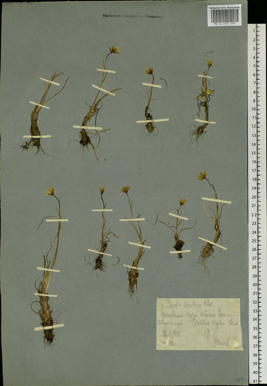 Gagea serotina (L.) Ker Gawl., Siberia, Chukotka & Kamchatka (S7) (Russia)