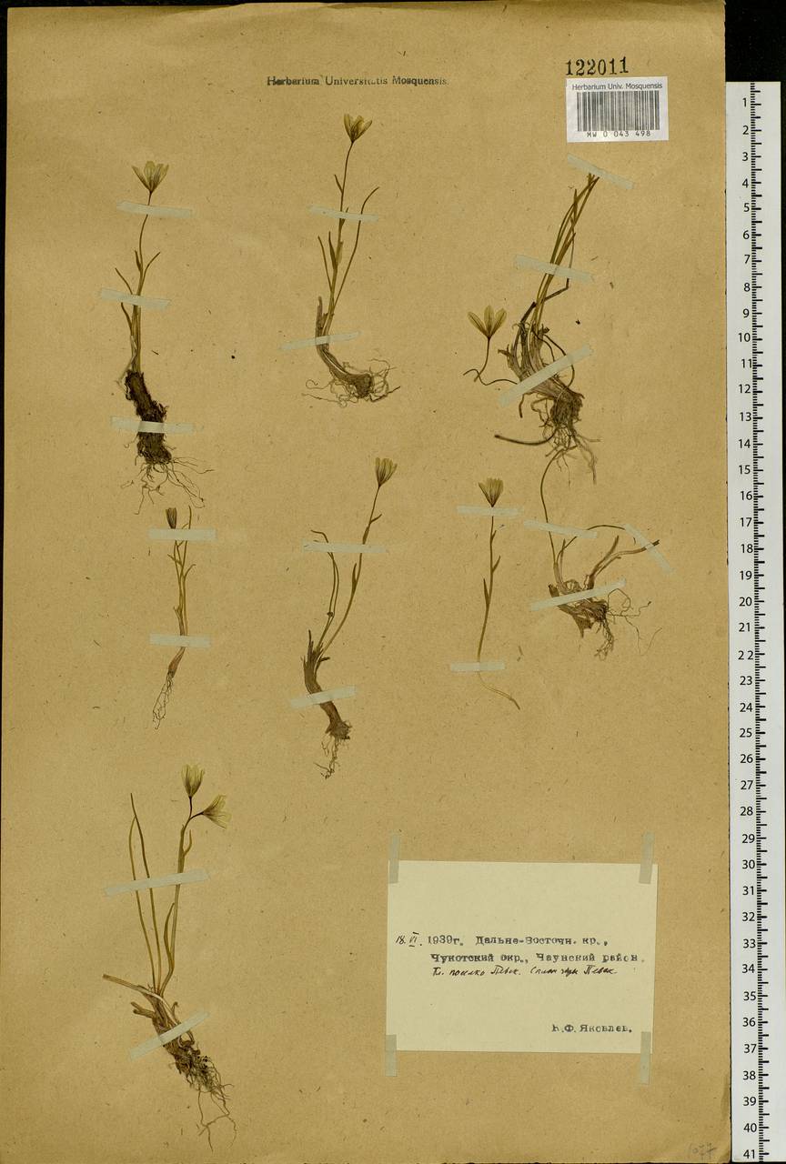 Gagea serotina (L.) Ker Gawl., Siberia, Chukotka & Kamchatka (S7) (Russia)