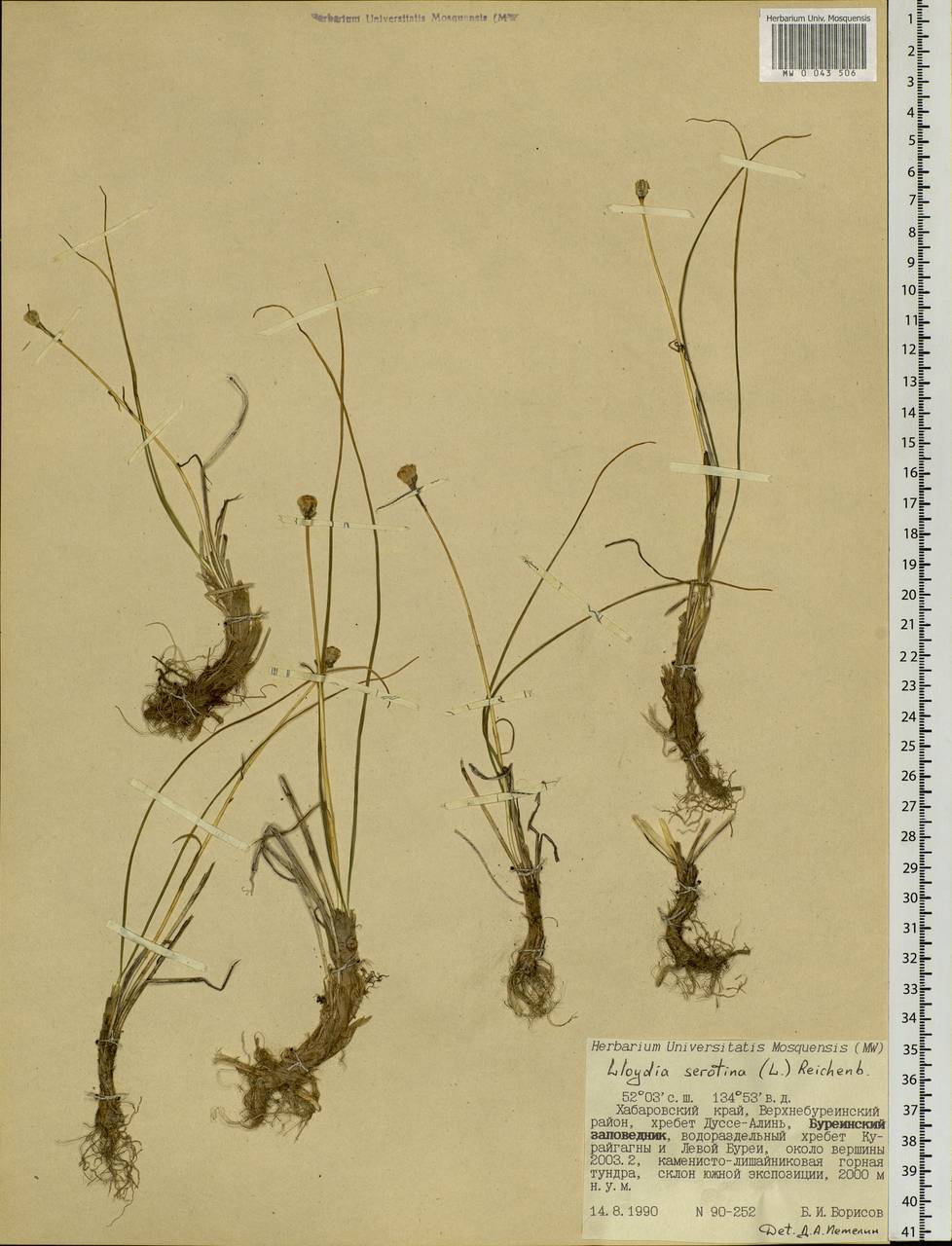 Gagea serotina (L.) Ker Gawl., Siberia, Russian Far East (S6) (Russia)