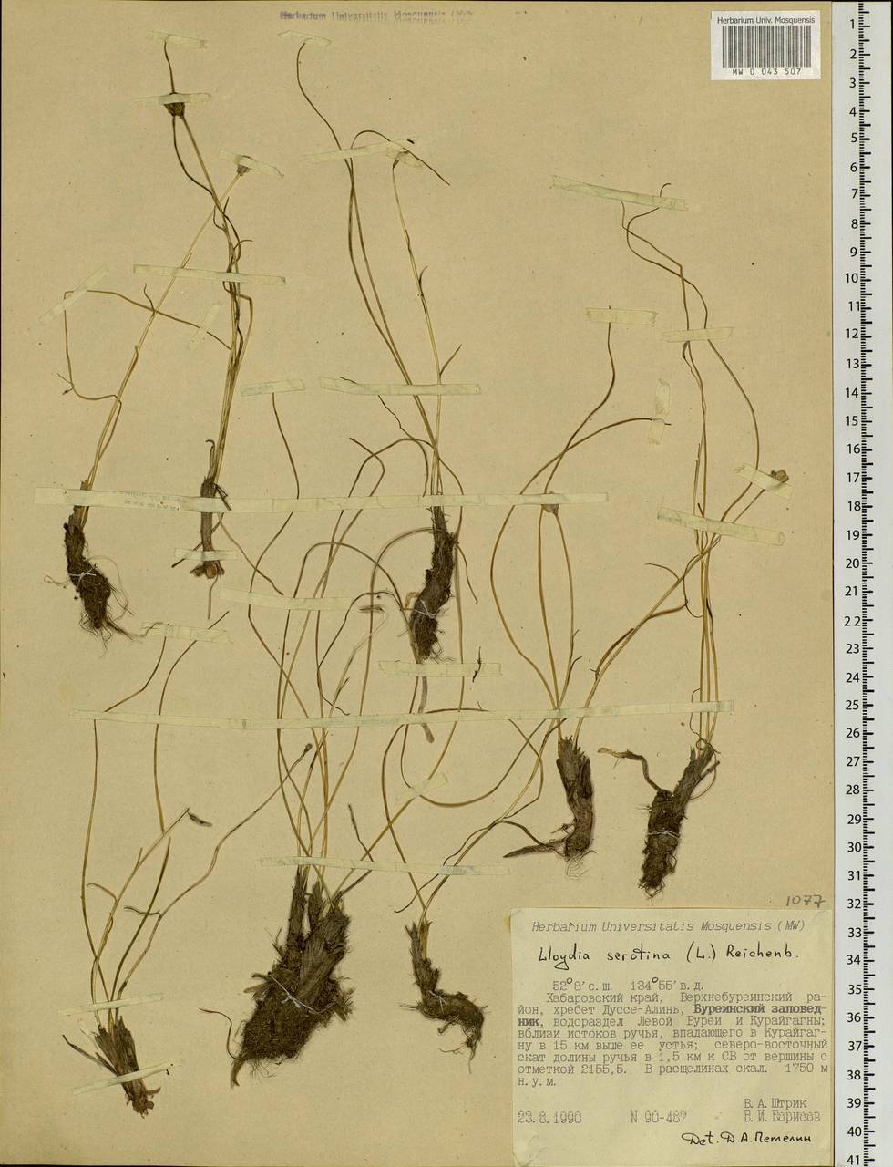 Gagea serotina (L.) Ker Gawl., Siberia, Russian Far East (S6) (Russia)