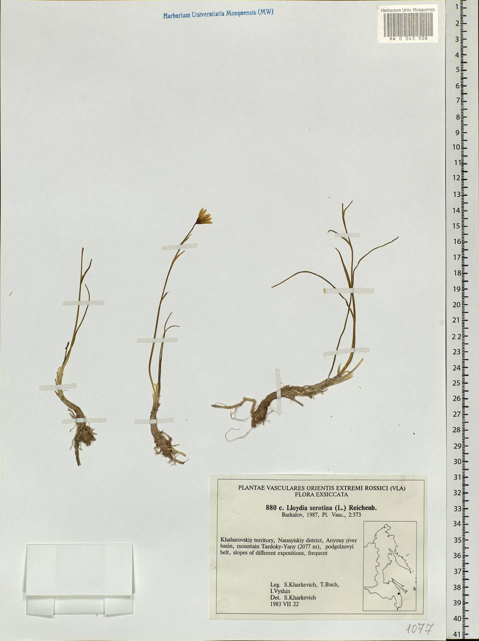 Gagea serotina (L.) Ker Gawl., Siberia, Russian Far East (S6) (Russia)