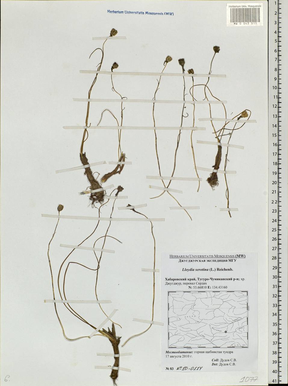 Gagea serotina (L.) Ker Gawl., Siberia, Russian Far East (S6) (Russia)