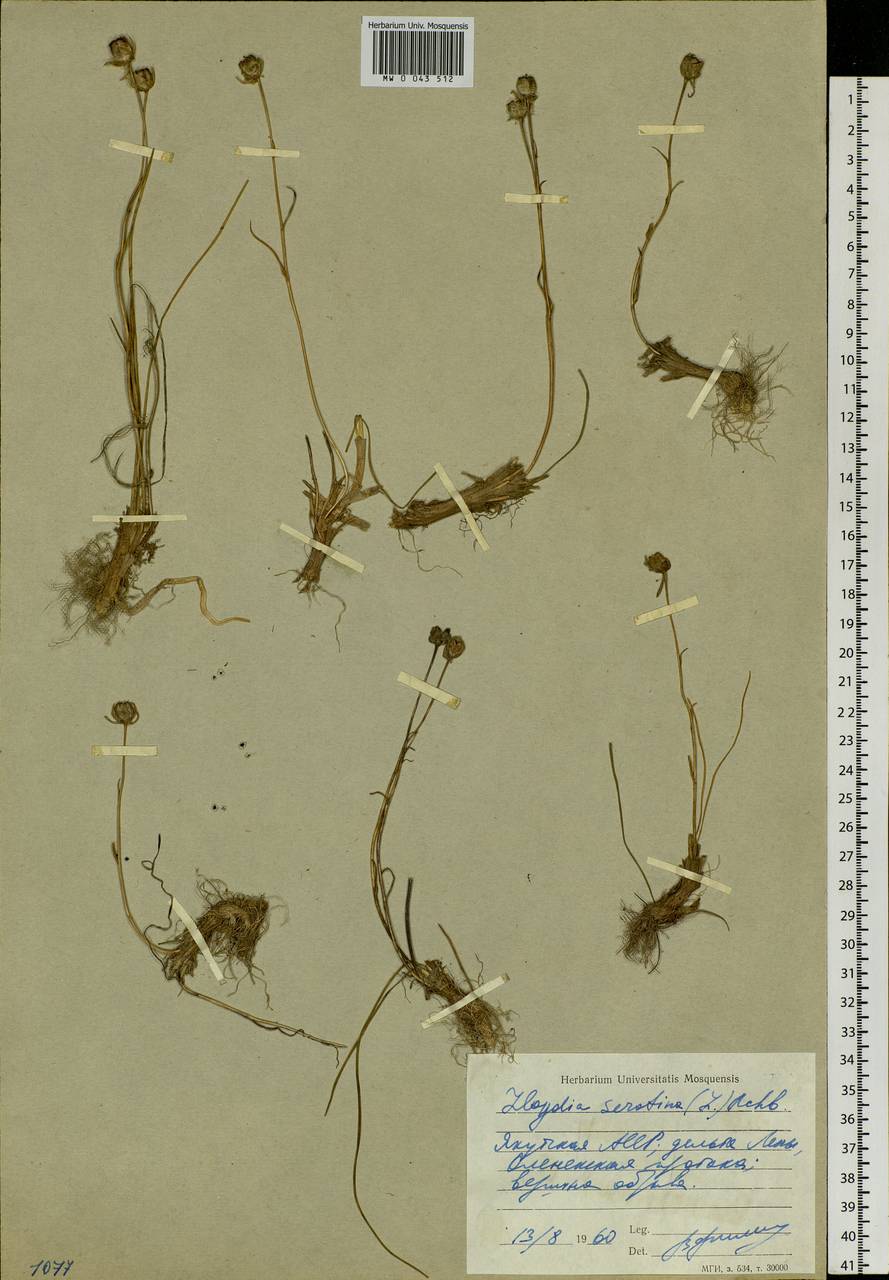 Gagea serotina (L.) Ker Gawl., Siberia, Yakutia (S5) (Russia)