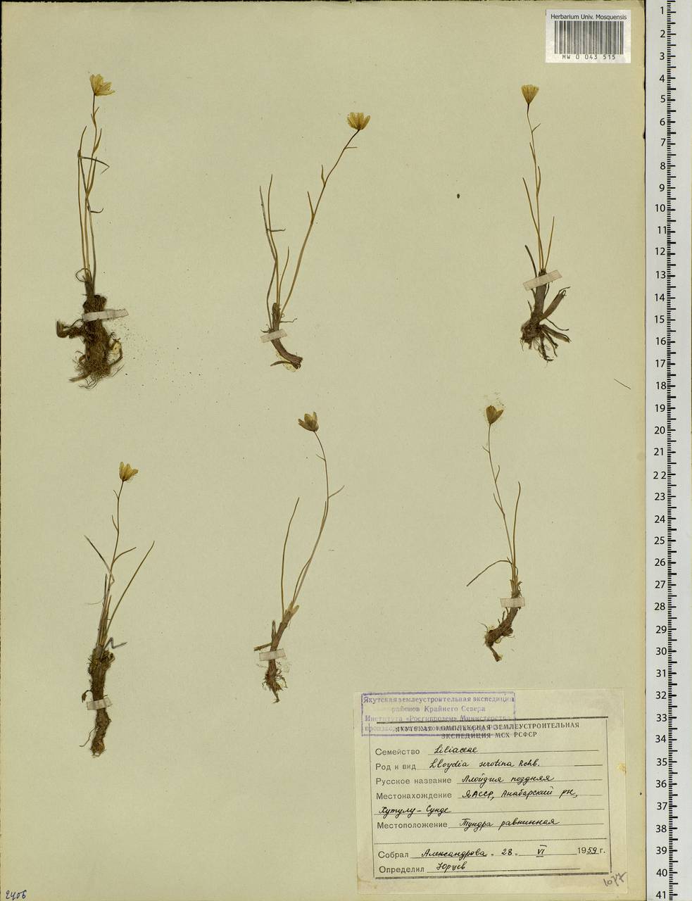 Gagea serotina (L.) Ker Gawl., Siberia, Yakutia (S5) (Russia)