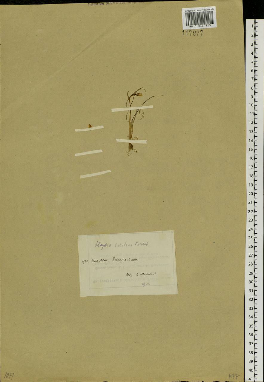 Gagea serotina (L.) Ker Gawl., Siberia, Yakutia (S5) (Russia)