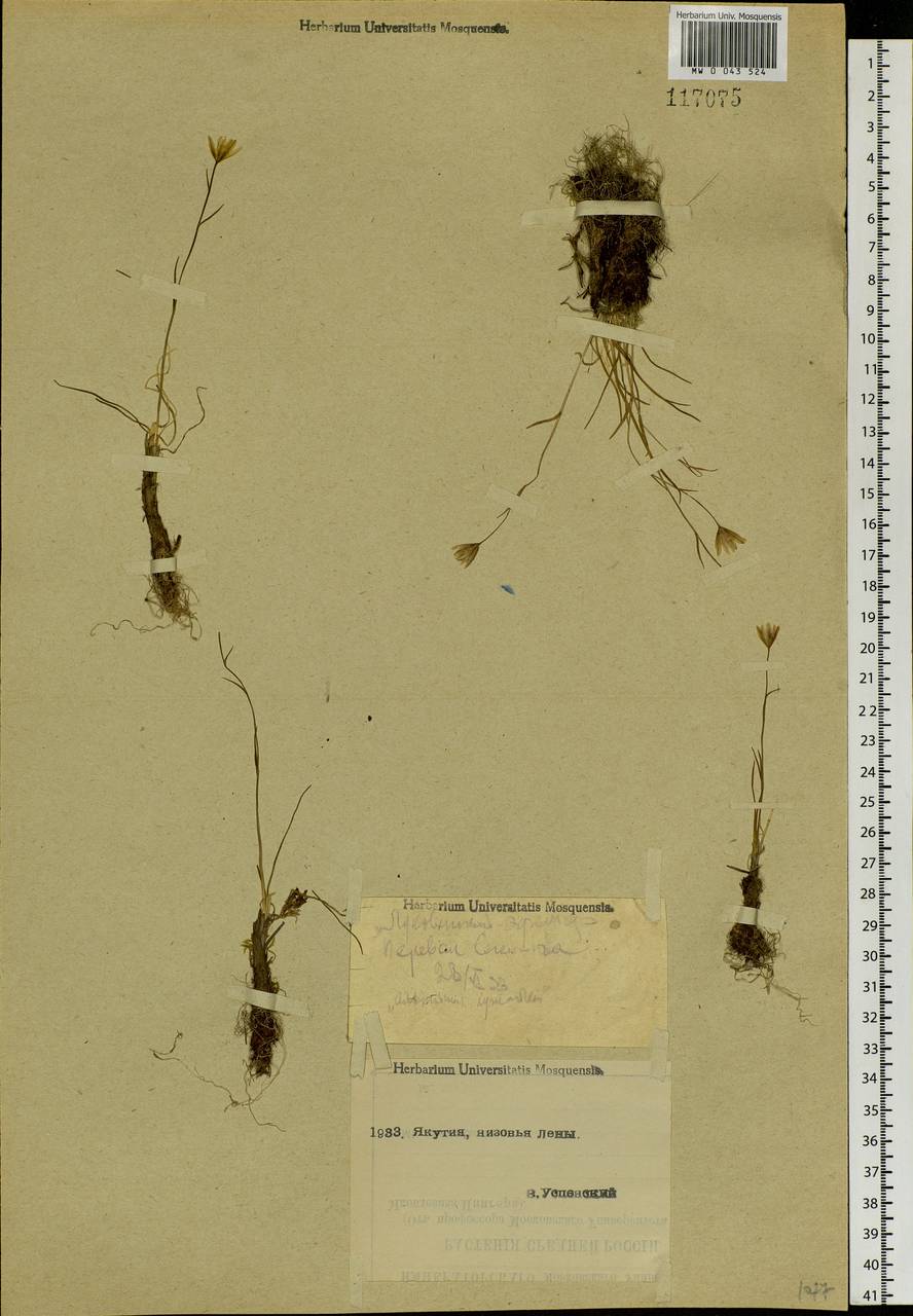 Gagea serotina (L.) Ker Gawl., Siberia, Yakutia (S5) (Russia)