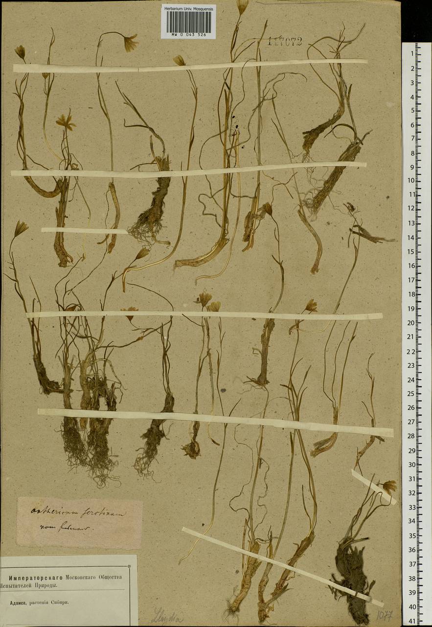 Gagea serotina (L.) Ker Gawl., Siberia, Baikal & Transbaikal region (S4) (Russia)