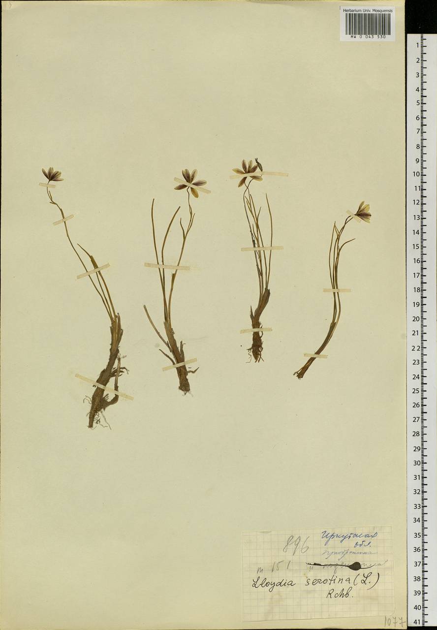 Gagea serotina (L.) Ker Gawl., Siberia, Baikal & Transbaikal region (S4) (Russia)
