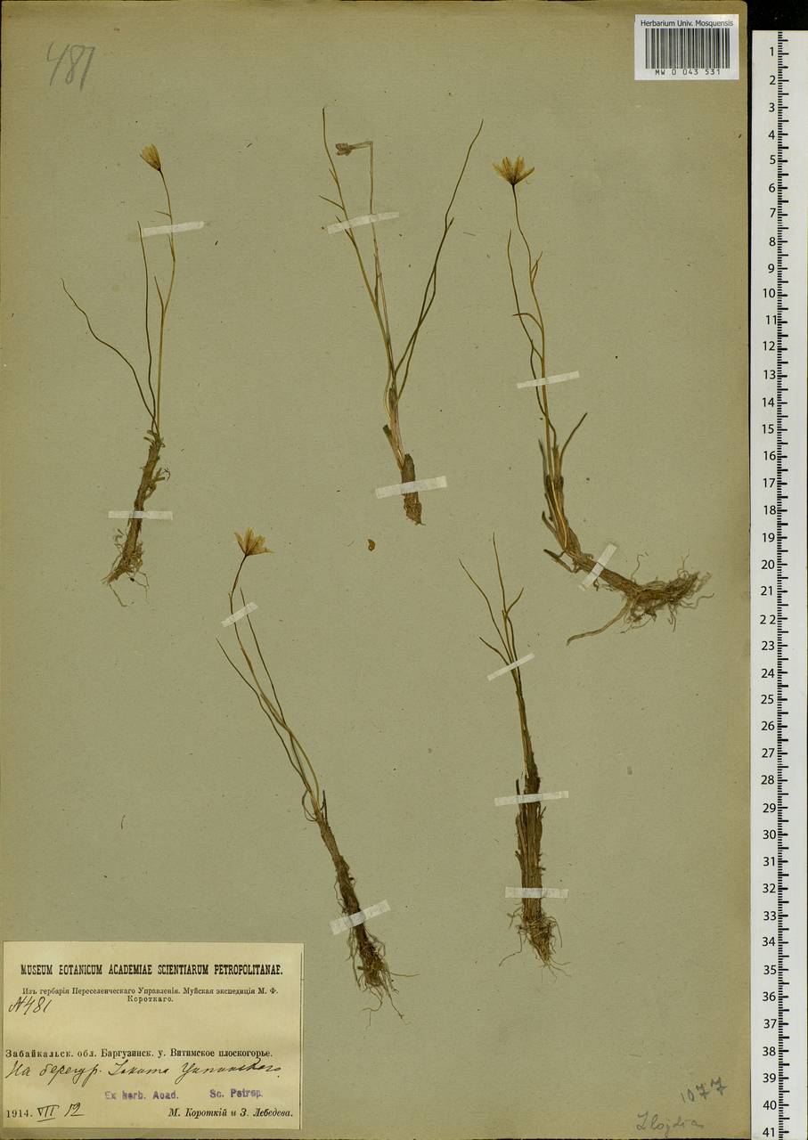 Gagea serotina (L.) Ker Gawl., Siberia, Baikal & Transbaikal region (S4) (Russia)