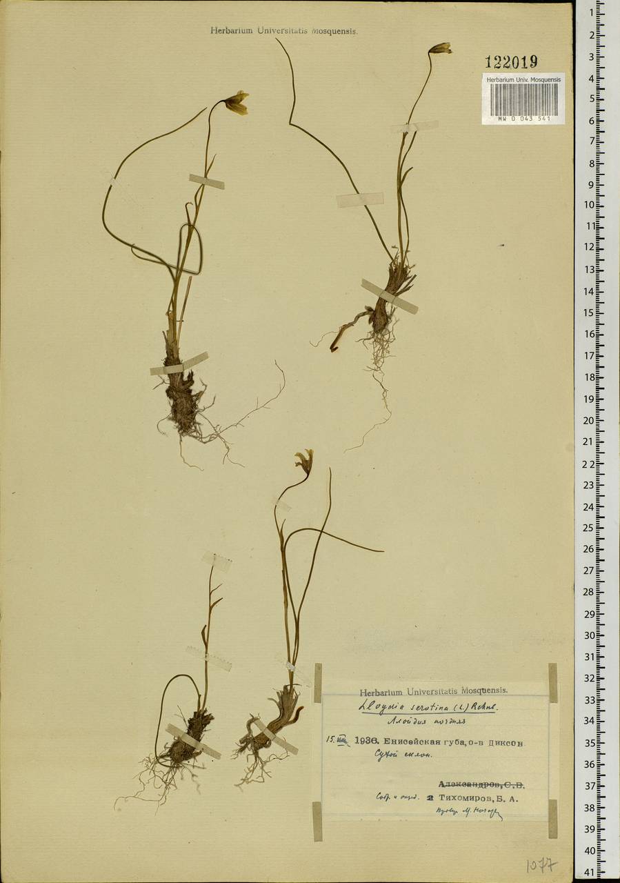Gagea serotina (L.) Ker Gawl., Siberia, Central Siberia (S3) (Russia)