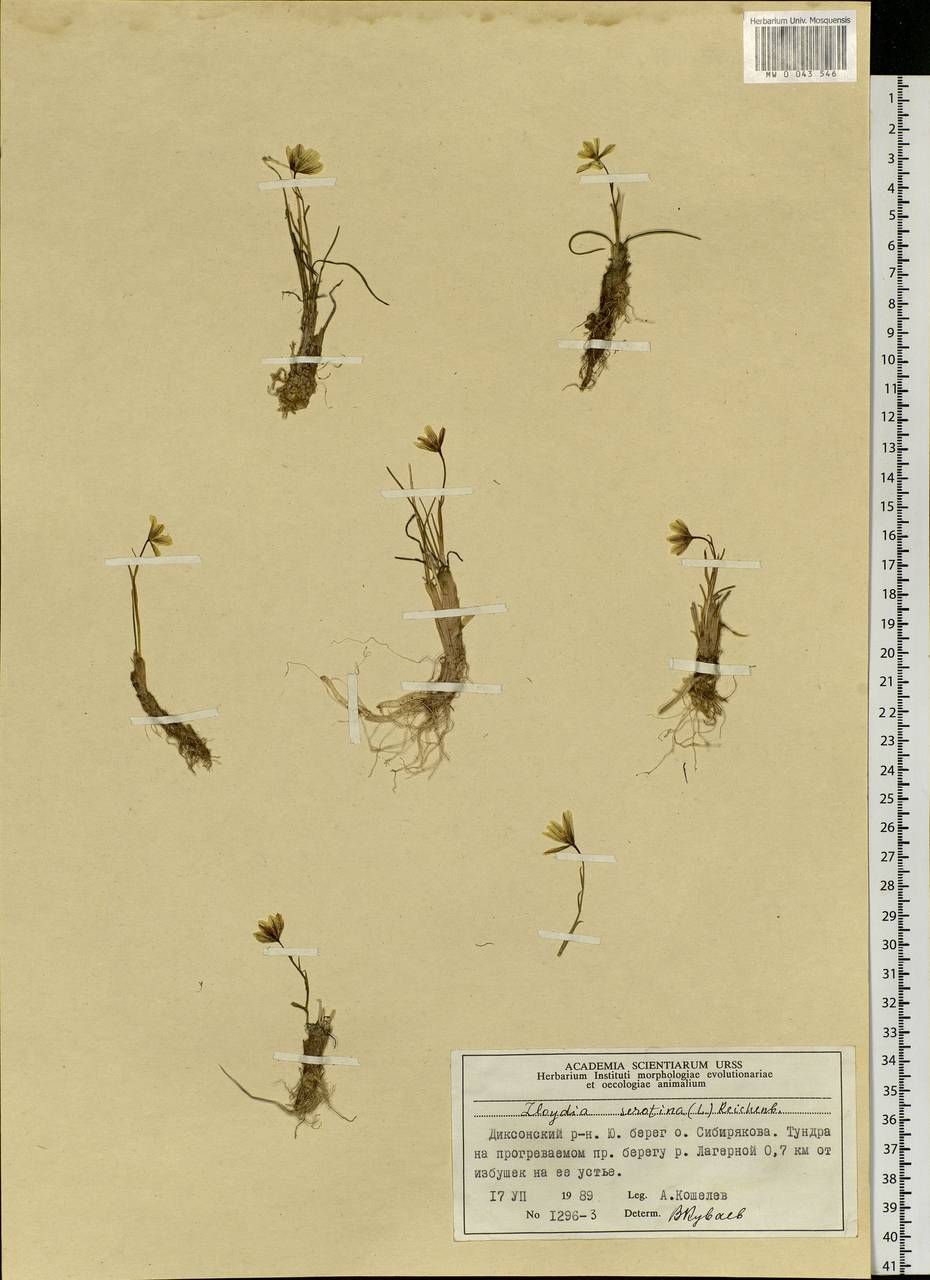 Gagea serotina (L.) Ker Gawl., Siberia, Central Siberia (S3) (Russia)