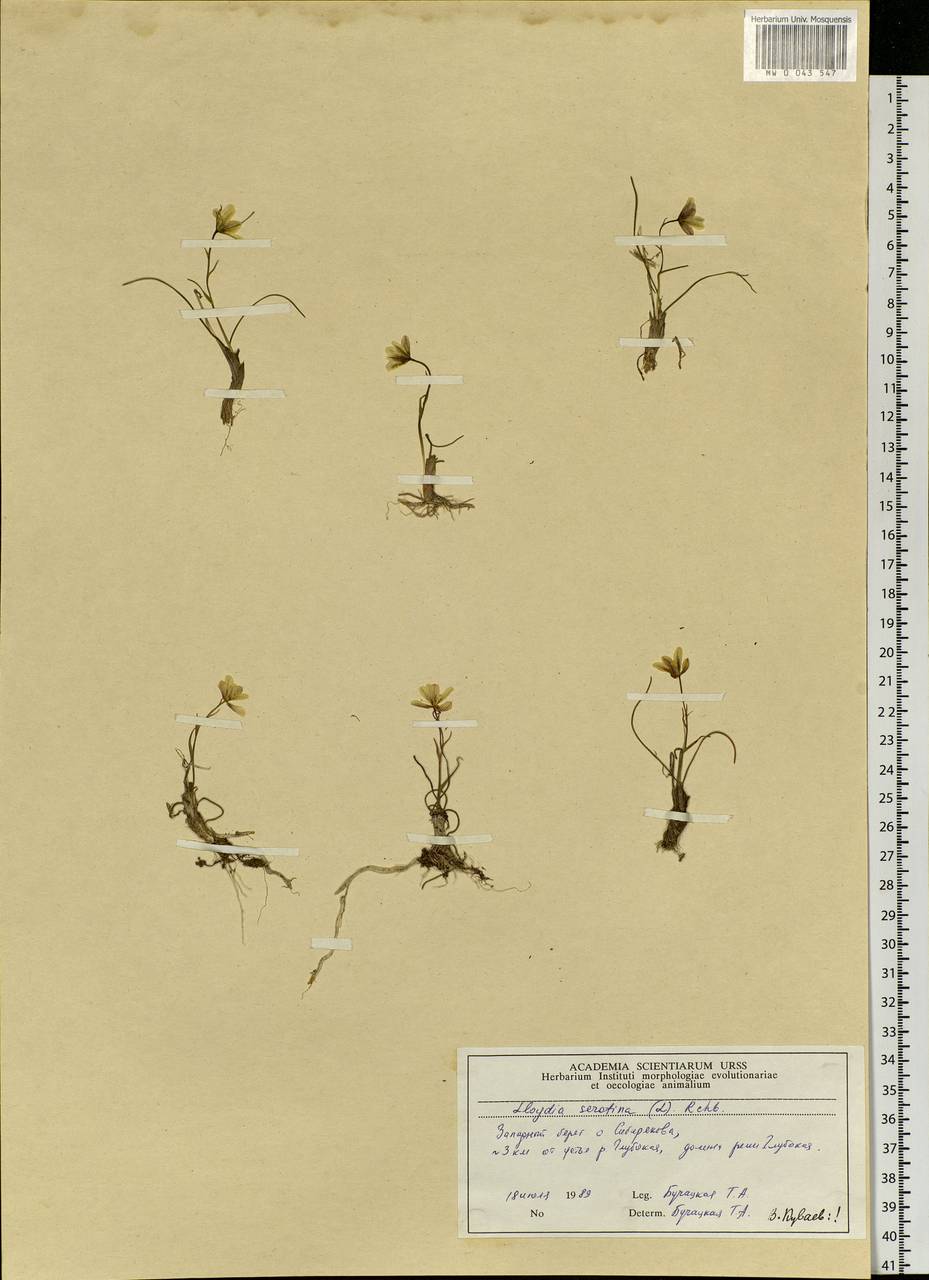 Gagea serotina (L.) Ker Gawl., Siberia, Central Siberia (S3) (Russia)