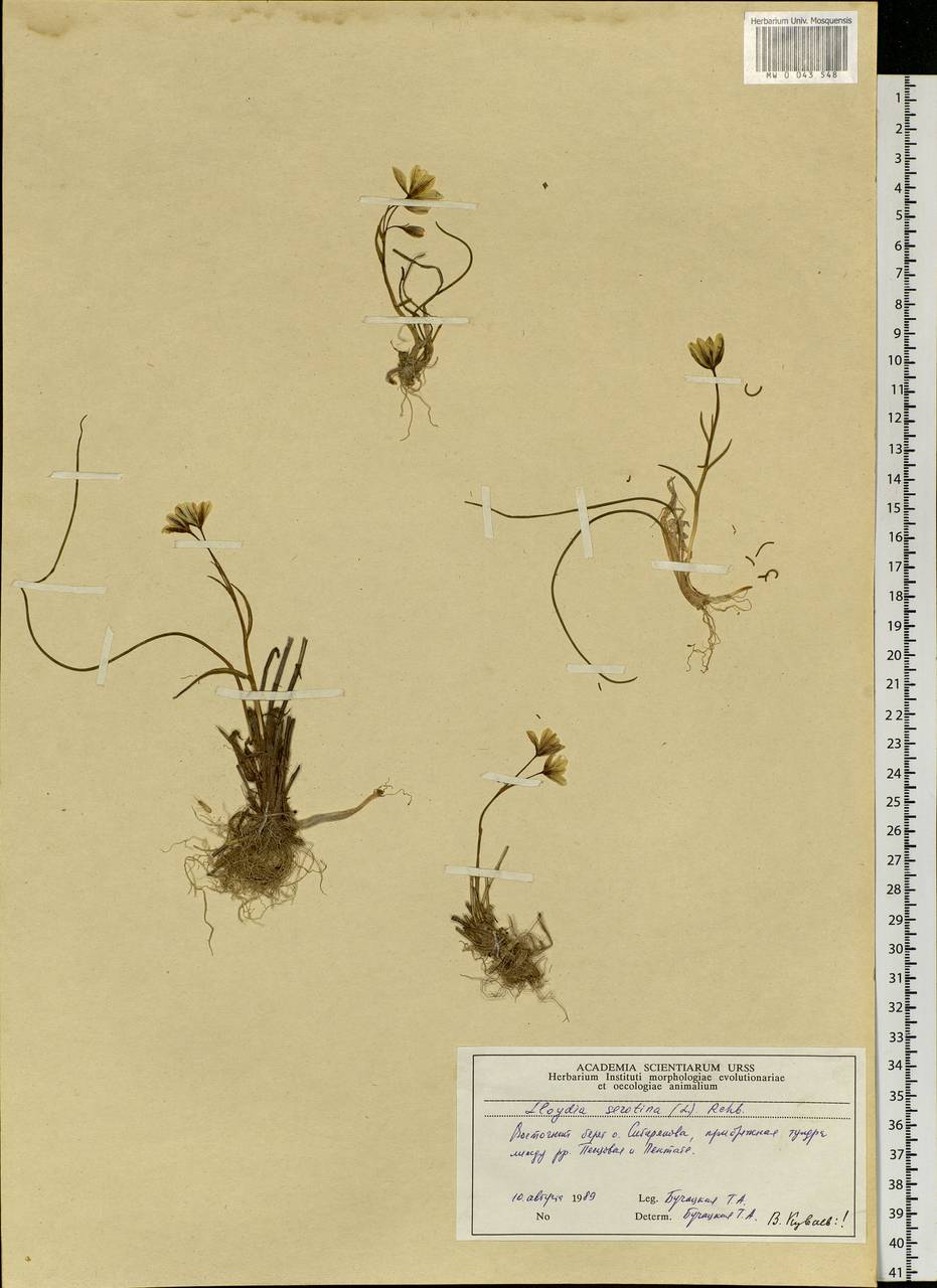 Gagea serotina (L.) Ker Gawl., Siberia, Central Siberia (S3) (Russia)