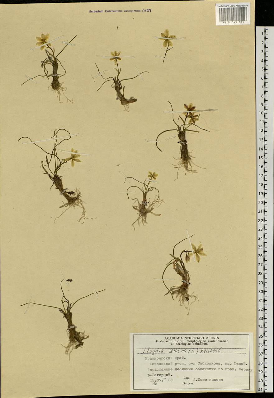 Gagea serotina (L.) Ker Gawl., Siberia, Central Siberia (S3) (Russia)