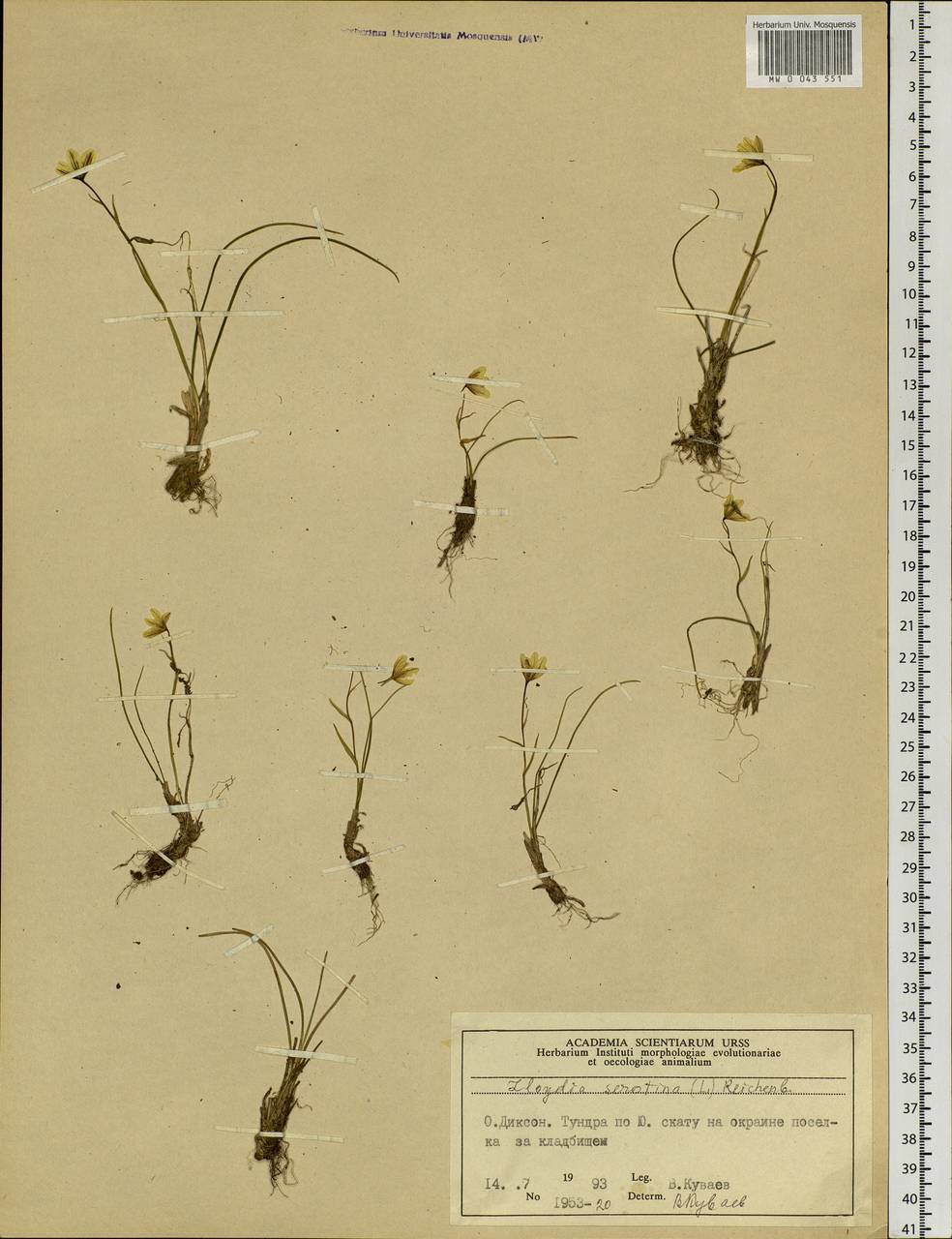 Gagea serotina (L.) Ker Gawl., Siberia, Central Siberia (S3) (Russia)