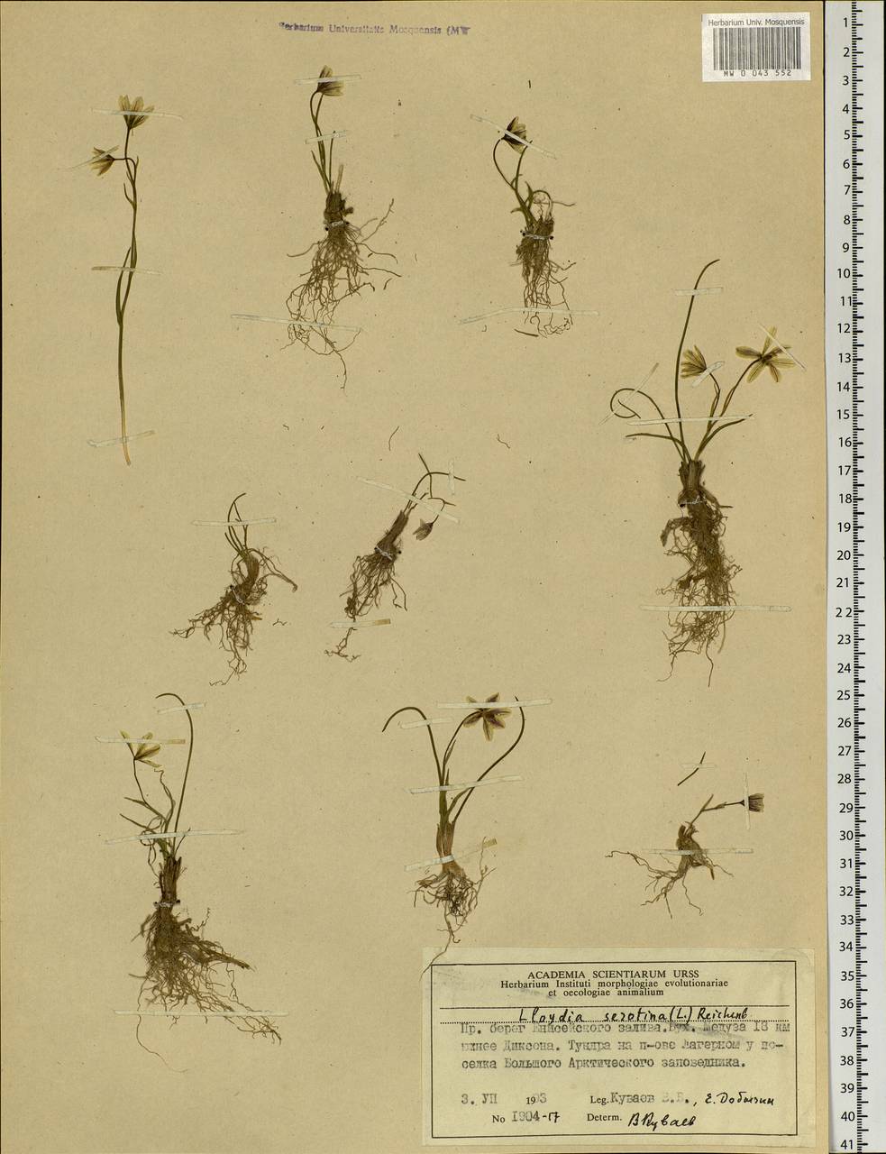 Gagea serotina (L.) Ker Gawl., Siberia, Central Siberia (S3) (Russia)